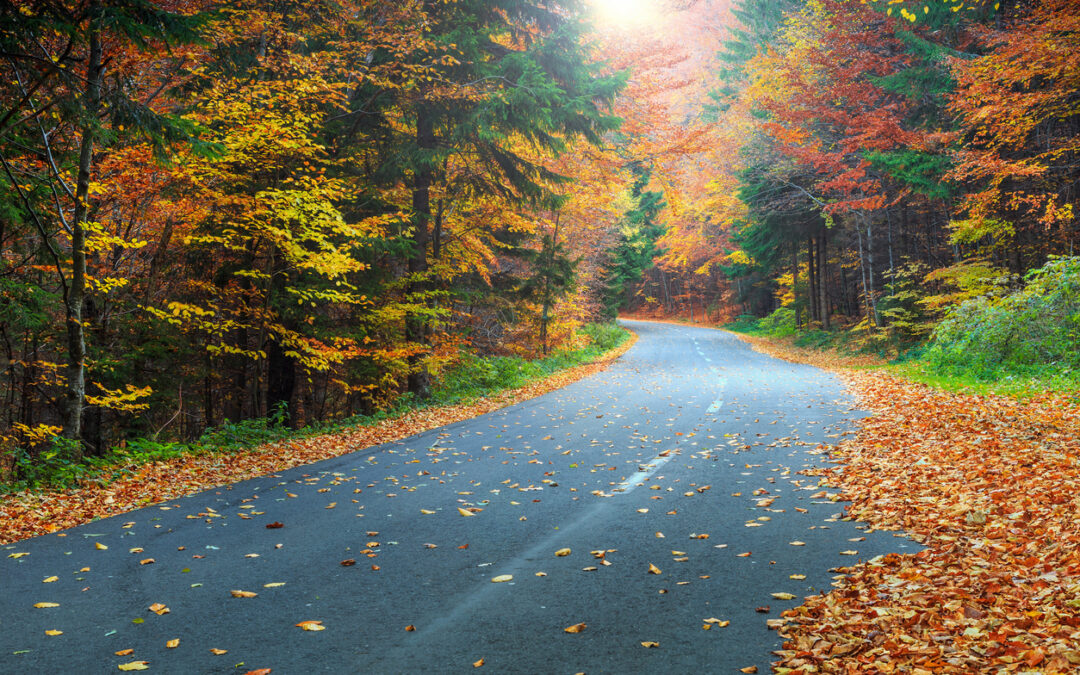 road flanked by fall trees