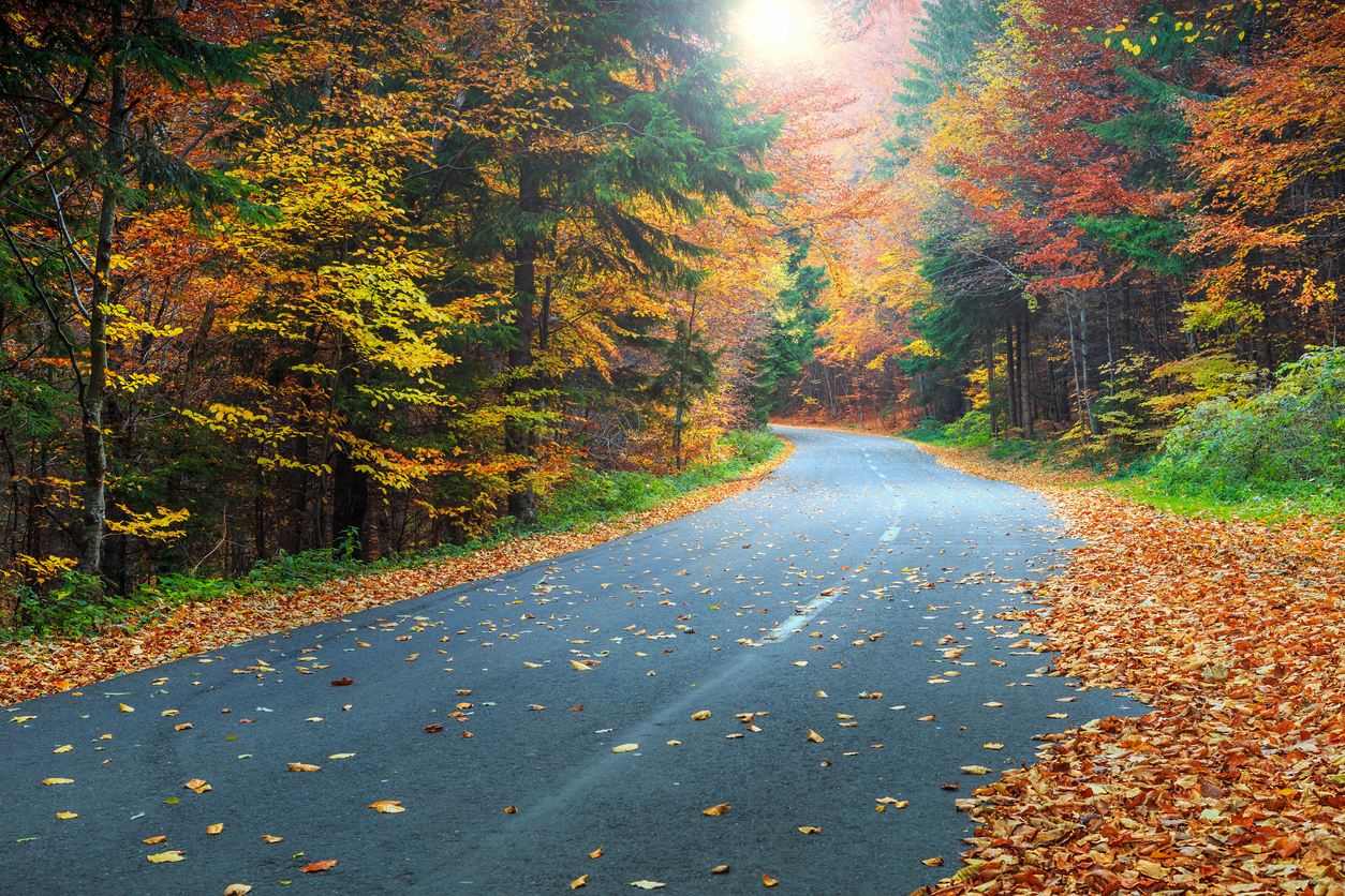 road flanked by fall trees