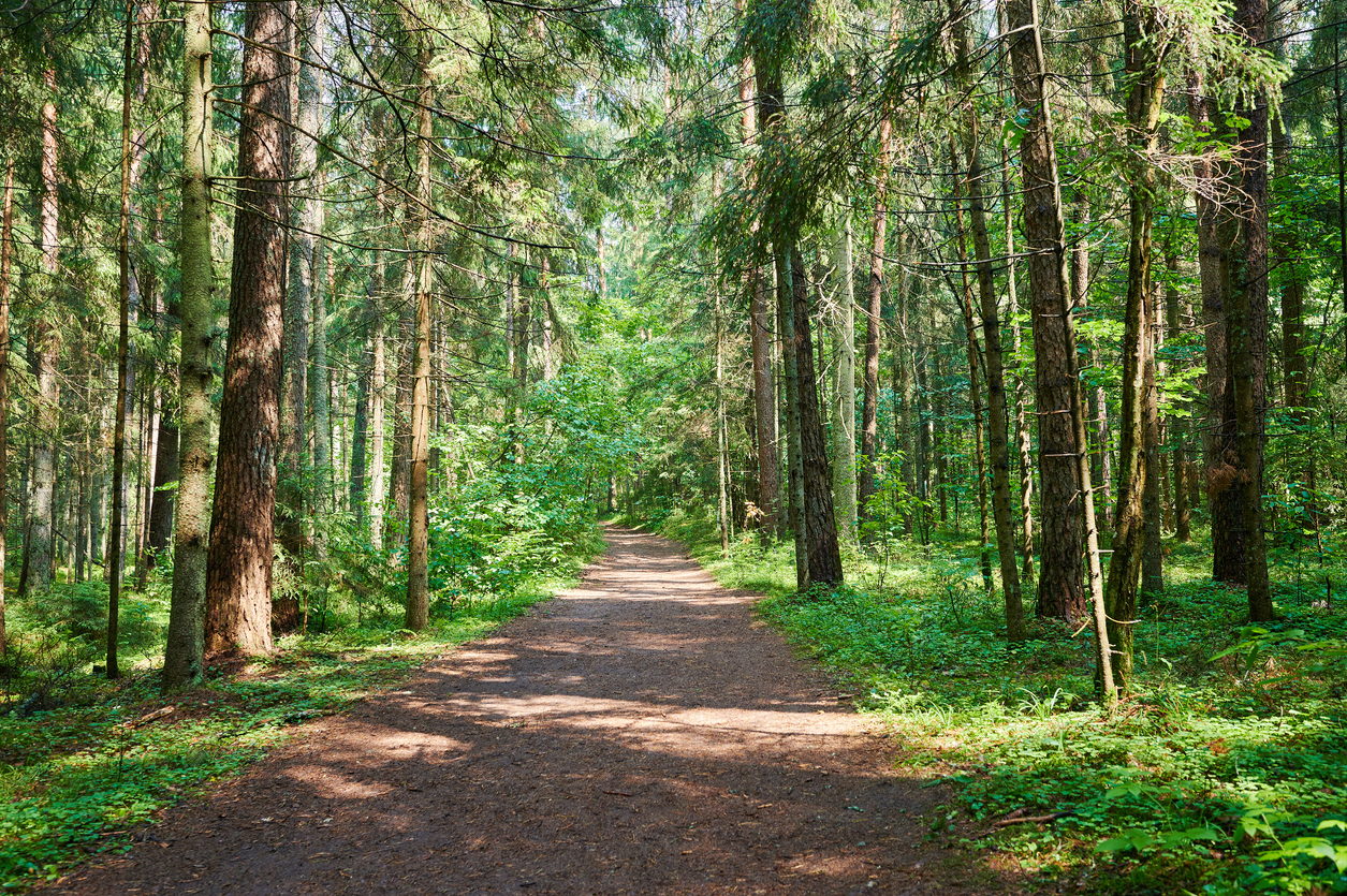 Forest trail in summer