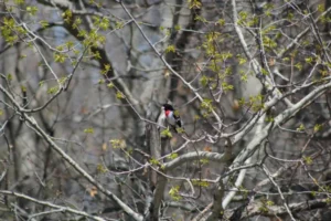 Bird on branch