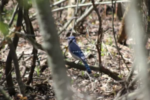 Bird on branch