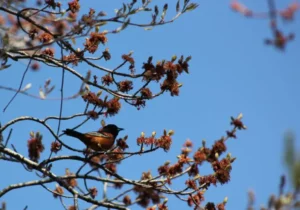 Bird in tree