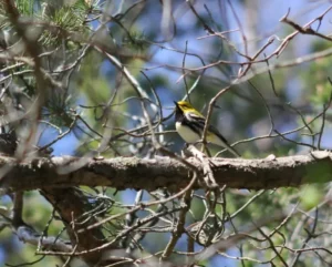 Bird on branch