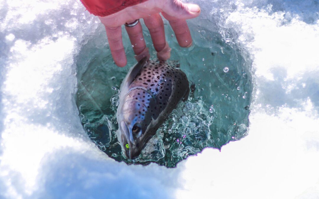 Hand touching a big fish caught in ice fishing on lake