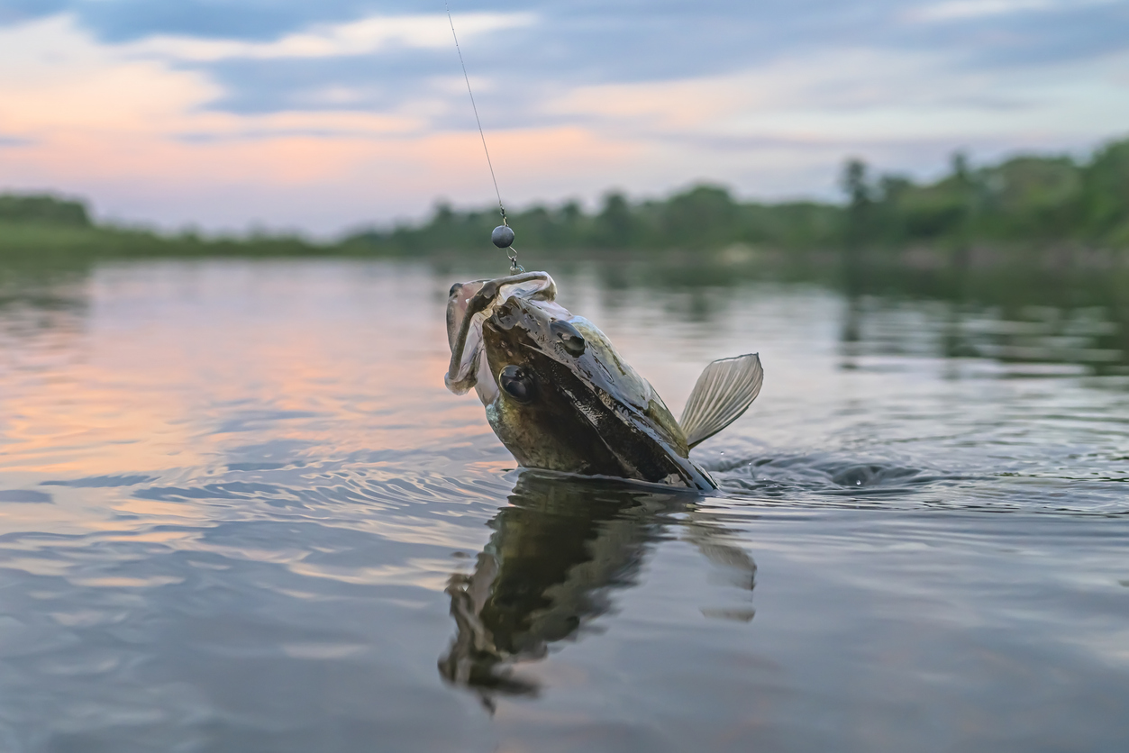 Zander fishing. Walleye fish on hook in water Fish jumping out of river