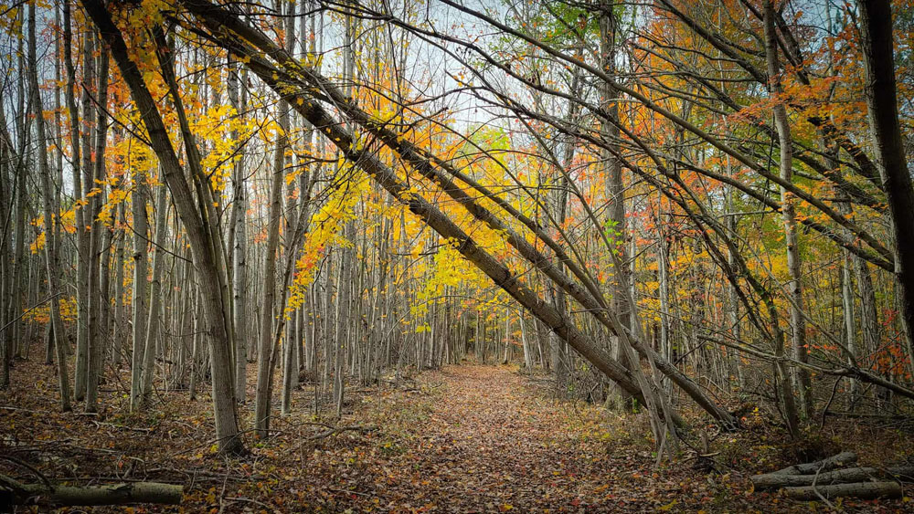Forest path in fall