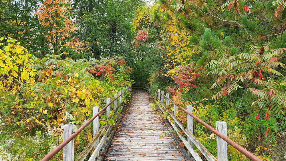 Boardwalk through fall foliage