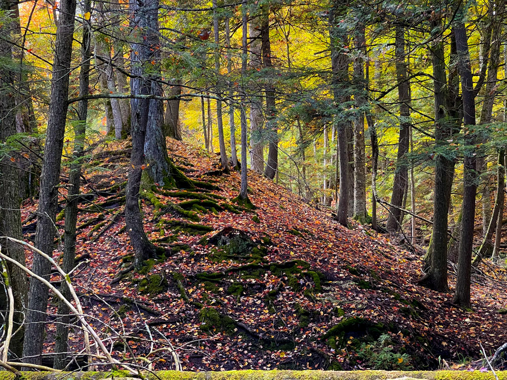 Wooded landscape in fall