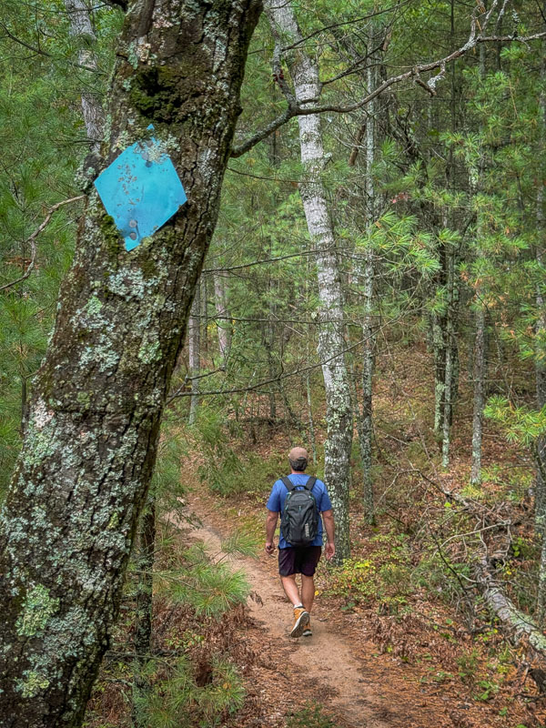 Tre with trail blaze in foreground with man walking trail